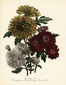 Crimson Collection: Chrysanthemum indicum varieties