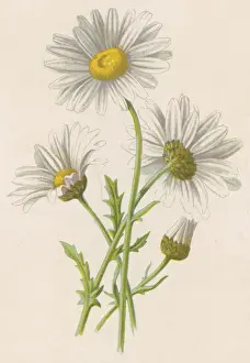 Chrysanthemum Leucanth