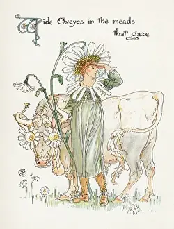 Leucanthemum Prints: Chrysanthemum Leucanth