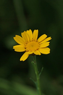 Maize Collection: Chrysanthemum segetum, corn marigold