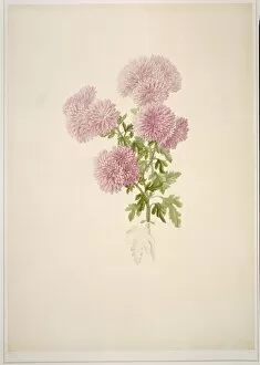 Francis Bauer Gallery: Chrysanthemum sp. chrysanthemum