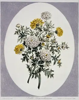 Natural History Museum Prints: Chrysanthemum sp. chrysanthemums