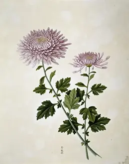Chrysanthemum Prints: Chrysanthemum x morifolium, chrysanthemum
