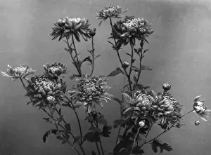 Chrysanthemums