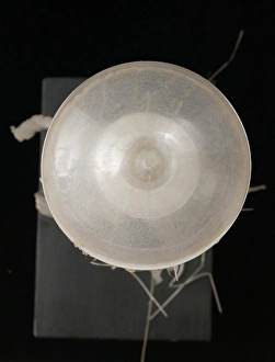 Leopold Gallery: Chrysaora isosceles, jellyfish