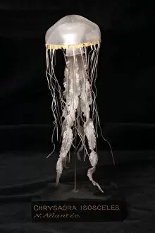 1822 1895 Collection: Chrysaora isosceles, jellyfish model