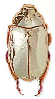 Arthropoda Gallery: Chrysina limbata, silver chafer beetle