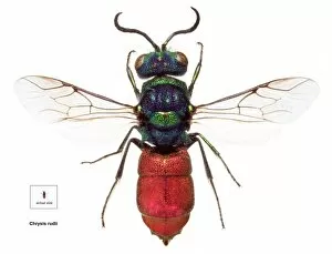 Chrysis rudii, ruby-tailed wasp