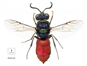 Oxide Prints: Chrysis rudii, ruby-tailed wasp