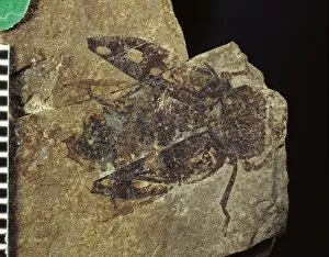 Cretaceous Period Collection: Chrysobotris, fossil beetle