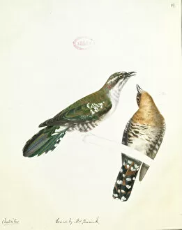 Images Dated 10th April 2013: Chrysococcyx caprius, diederik cuckoo