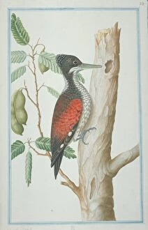 Backed Collection: Chrysocolaptes lucidus, greater flame-backed woodpecker