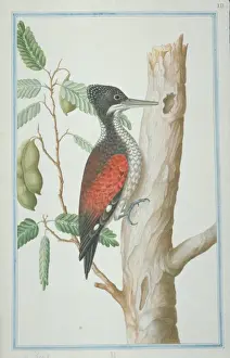 Backed Prints: Chrysocolaptes lucidus, greater flame-backed woodpecker