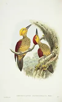 Backed Prints: Chrysocolaptes lucidus xanthocephalus, greater flame-backed