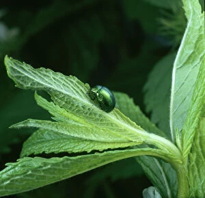 Feeding Gallery: Chrysolina menthastri, mint leaf beetle eating a mint leaf