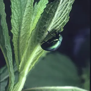 Chrysolina menthastri, mint leaf beetle eating a mint leaf
