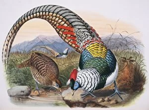 A Monograph Of The Phasianidae Gallery: Chrysolophus amherstiae, Lady Amhersts pheasant