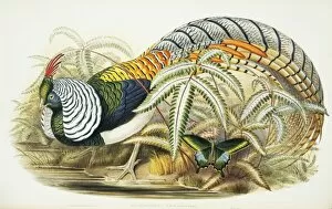 Amherst Gallery: Chrysolophus amherstiae, Lady Amhersts pheasant