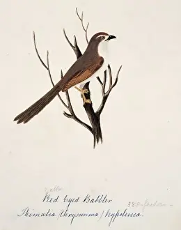 Eyed Prints: Chrysomma sinense, yellow-eyed babbler
