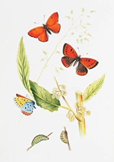 Larvae Collection: Chrysophanus dispar, large copper