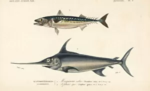 Chub Gallery: Chub mackerel, Scomber colias, and swordfish