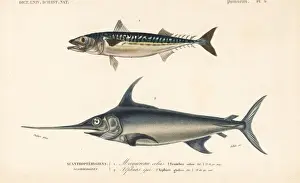 Dorbigny Prints: Chub mackerel, Scomber colias, and swordfish