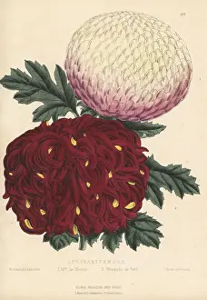 Cultivar Prints: Chyrsanthemum cultivars, Mrs George Glenny and Triomphe de Nord