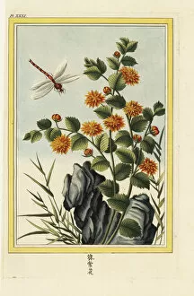 Dragonfly Collection: Chyrsanthemum indicum