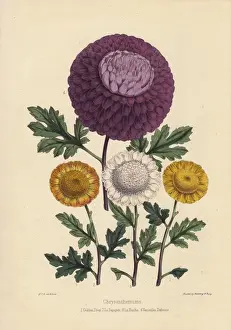 Chyrsanthemums: Golden Drop, La Sapajon, white