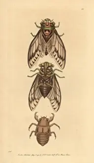 Cicada Prints: Cicada, Lyristes plebejus