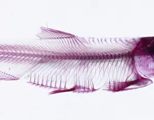 Cichlid