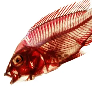 Cichlid Prints: Cichlid