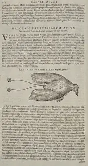 Curlicue Prints: Cicinnurus regius, king bird-of-paradise