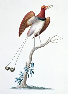 Cicinnurus regius, king bird-of-paradise