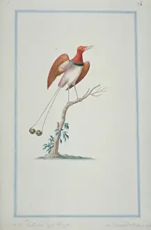 Loten Prints: Cicinnurus regus, king bird-of-paradise