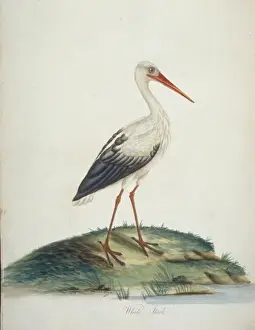 Ciconia ciconia, European white stork