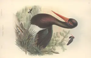 Iridescent Prints: Ciconia nigra, black stork