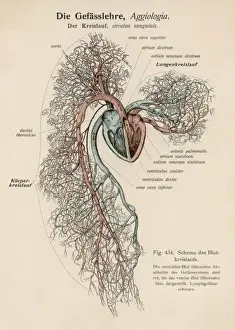 Veins Prints: Ciculation of Blood / C19