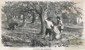 Cider Apple Picking
