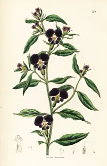 Cigar flower or lance-leaved cuphea, Cuphea lanceolata