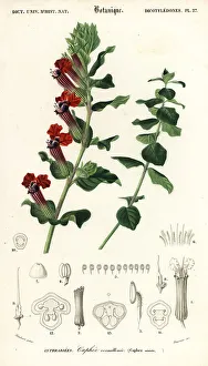 Cigar plant, Cuphea llavea