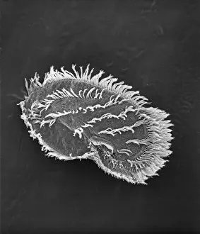 Ciliate plankton