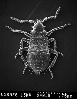 Cimex lectularius, bed bug
