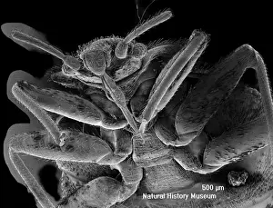 Cimex lectularius, bed bug