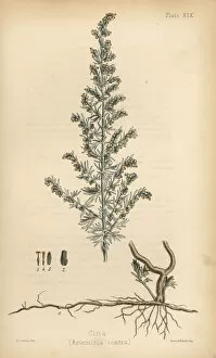Cina or santonica, Artemisia santonica (Artemisia contra)