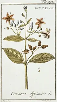 Malaria Prints: Cinchona officianalis illustration, quinine