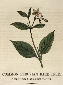 Peruvian Gallery: Cinchona Officinalis