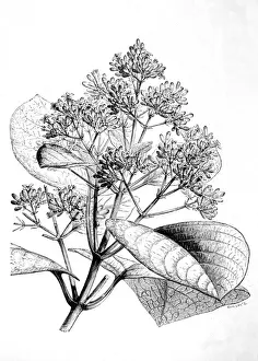 Quinine Prints: Cinchona Plant
