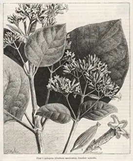 Cinchona Succirubra