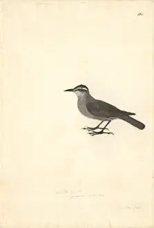 Brow Prints: Cinclodes patagonicus, dark-bellied cinclodes